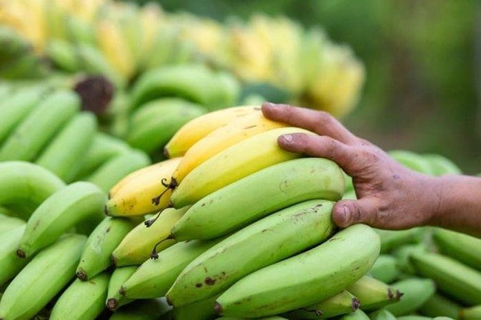 Chuối chín hay chuối xanh tốt hơn cho giảm mỡ? - Báo Sức Khỏe &amp; Đời Sống