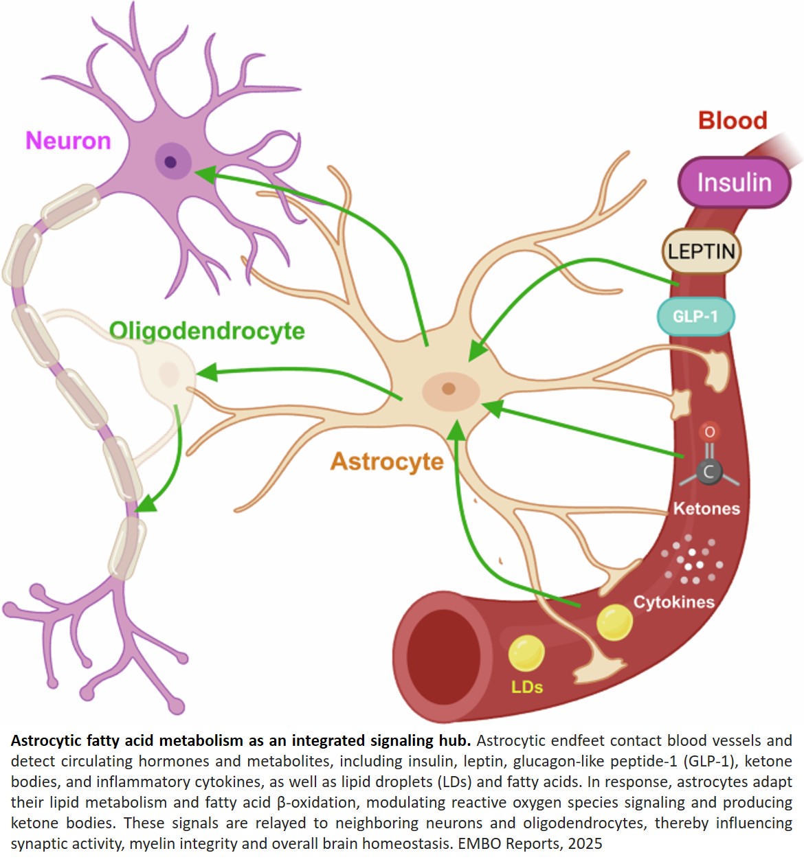Signaling roles for astrocytic lipid metabolism in brain function
