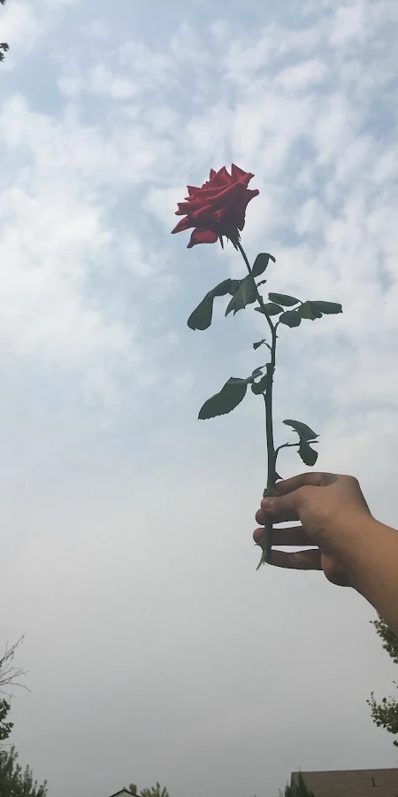 Red Rose, Hand, Sky, Clouds, Flower Full HD iPhone Phone Wallpaper
