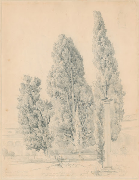 Cypresses in the Convento della Comandule in Rome