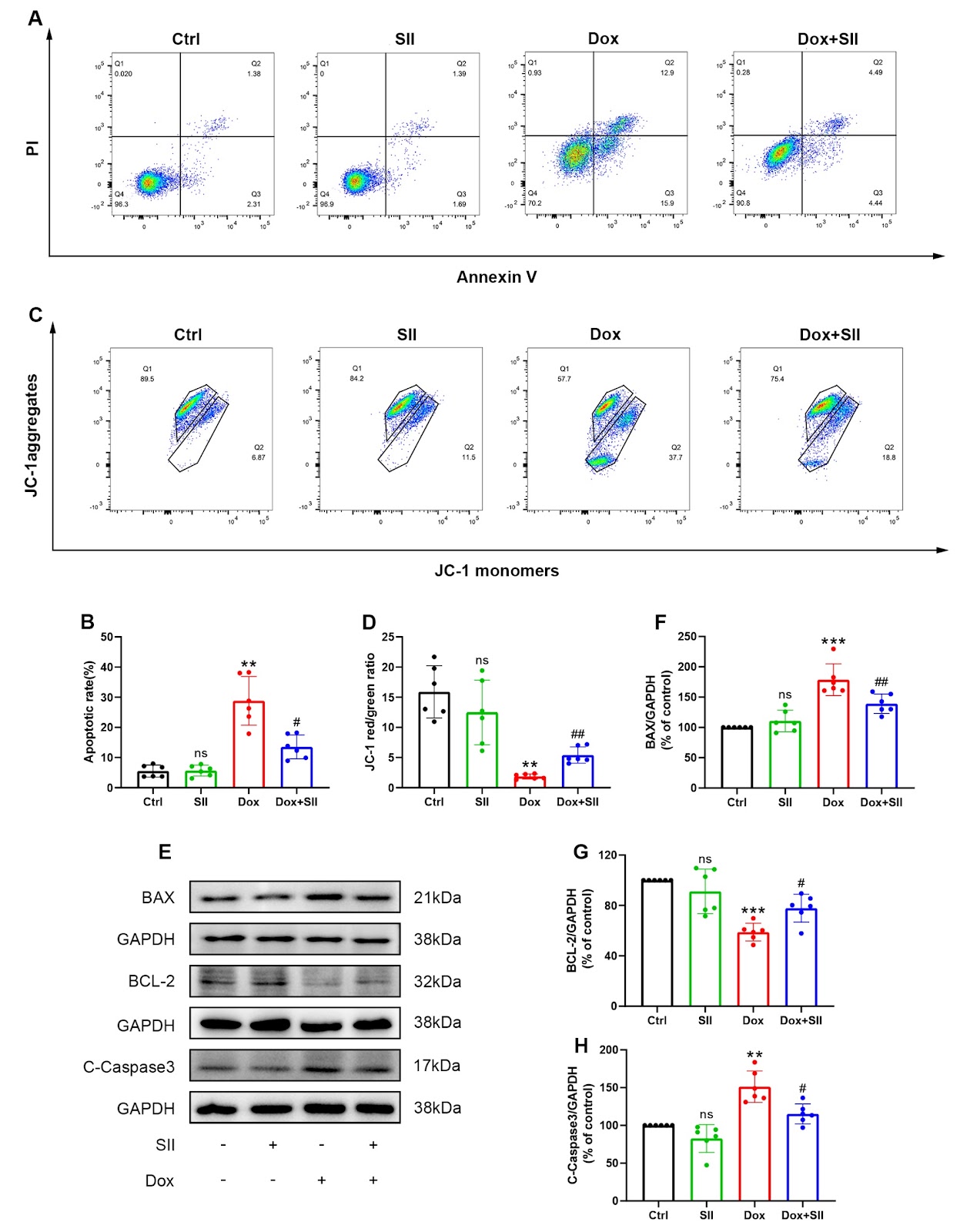 Cardioprotective effect of Saussurea involucrata injection against Doxorubicin-induced cardiotoxicity by network pharmacology analysis and experimental verification