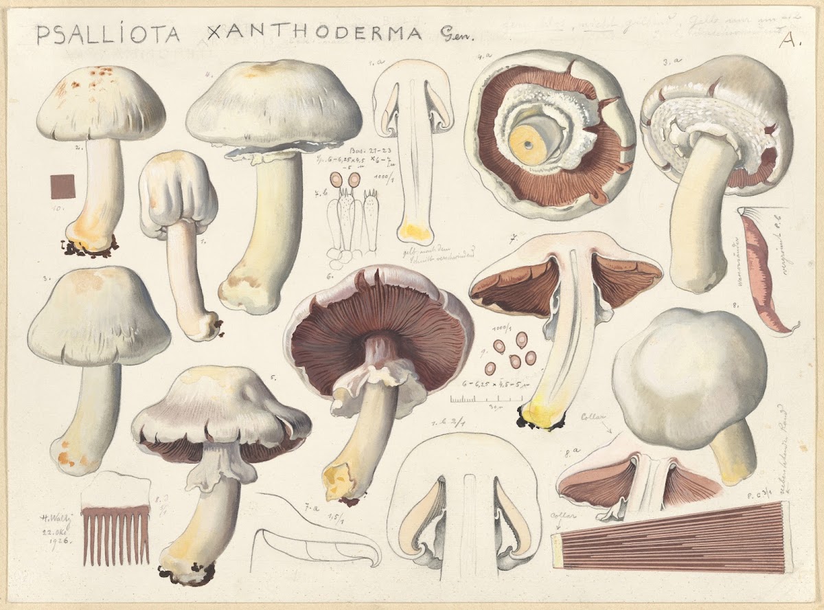 Psalliota xanthoderma Gen 1915 1945