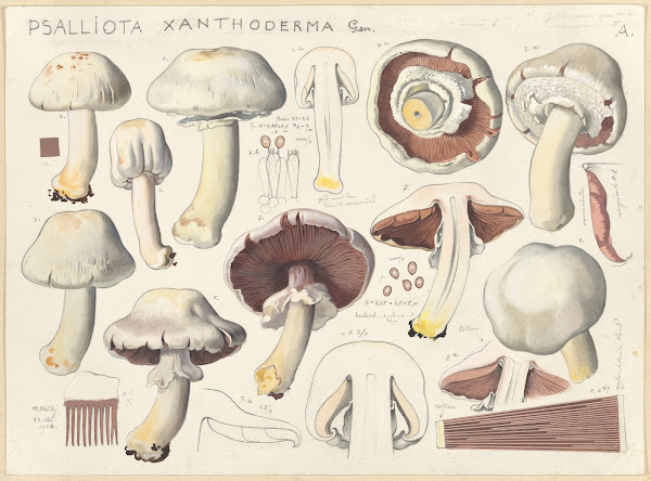 Psalliota xanthoderma Gen 1915 1945