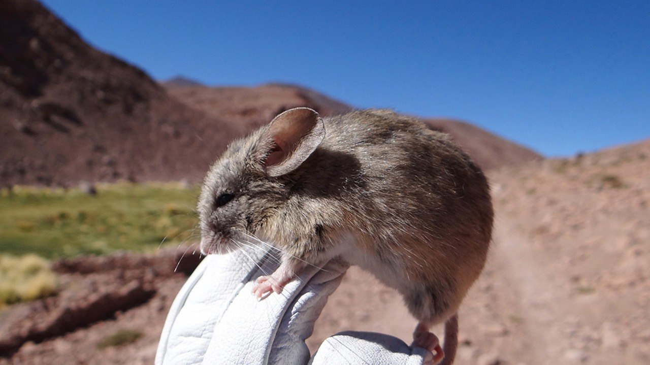 Highest-Living Mammal: Andean Mouse Defies Extreme Andes