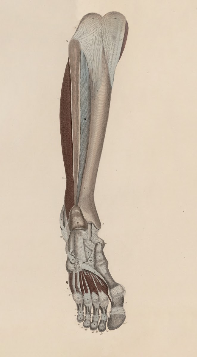 A system of anatomical plates of the human body Pl056 1840