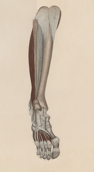 A system of anatomical plates of the human body Pl056 1840