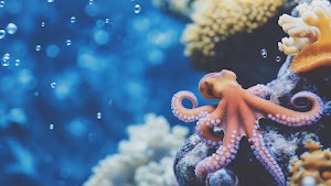 Octopus Wallpaper