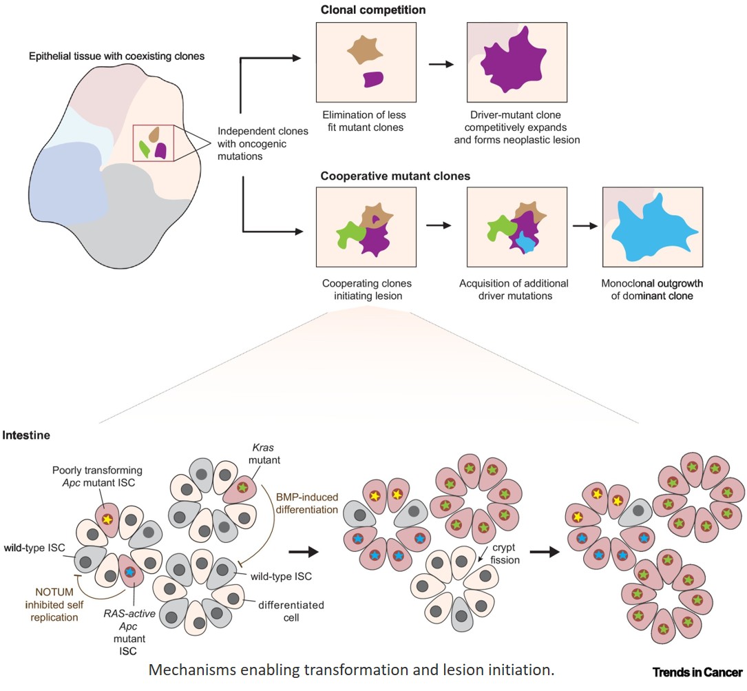 Visualizing first steps of tumorigenesis