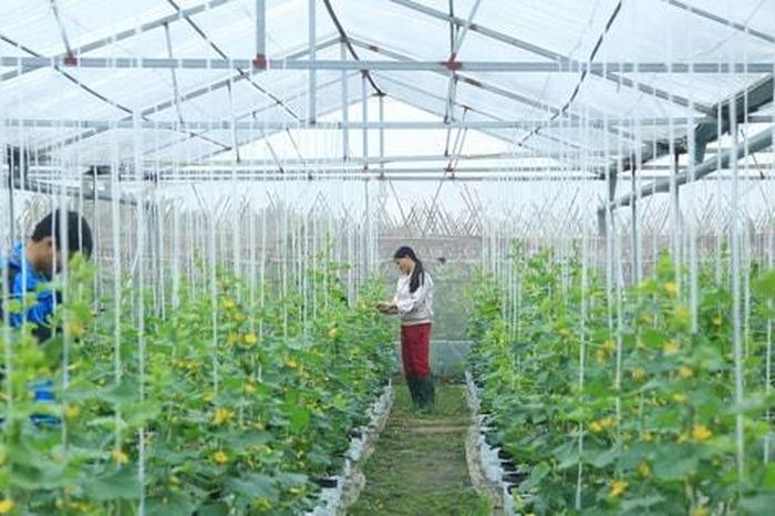 Bước chuyển chiến lược của nông nghiệp Thủ đô - Báo Hà Nội Mới