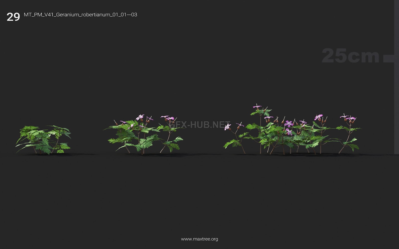 Maxtree - Plant Models Vol.41