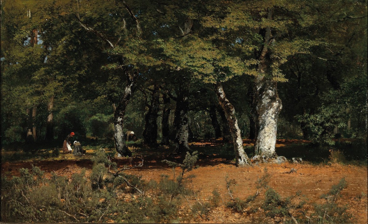 Mushroom Picking in a Forest