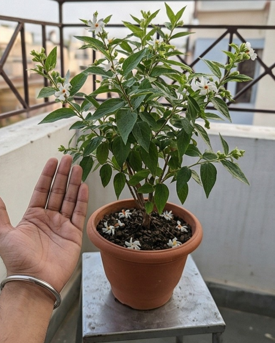 Shiuli Hybrid Plant — view 4