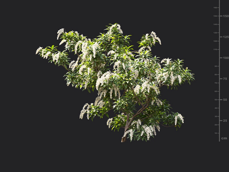 Maxtree - Plant Models Vol.119