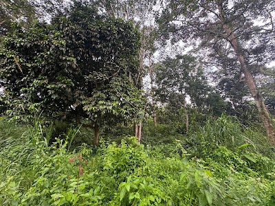 Tanah Dusun Matang 8 Ekar, Batu 18 Hulu Langat — foto 10/10