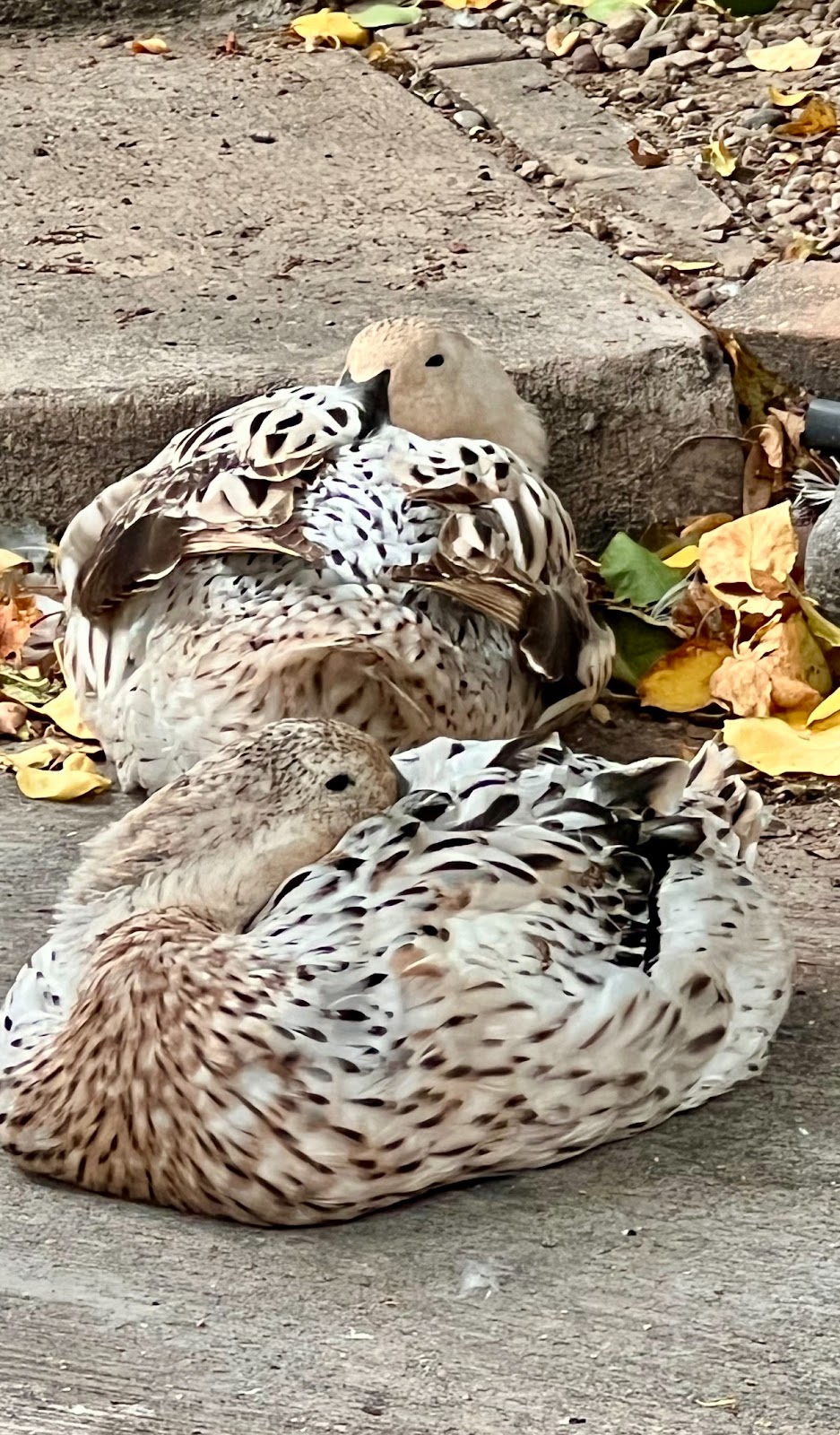 Welsh Harlequin Duckling