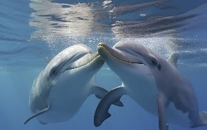 Dolphins Wallpaper