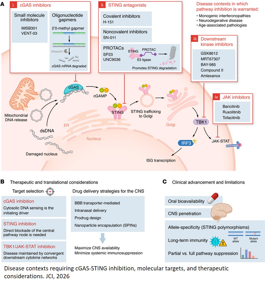  Targeting cGAS-STING pathway in human diseases