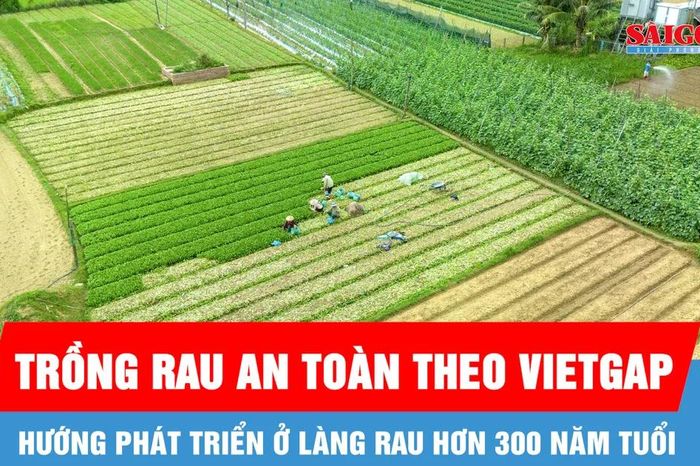 Sức sống mới ở làng rau hơn 300 năm tuổi - Báo Sài Gòn Giải Phóng