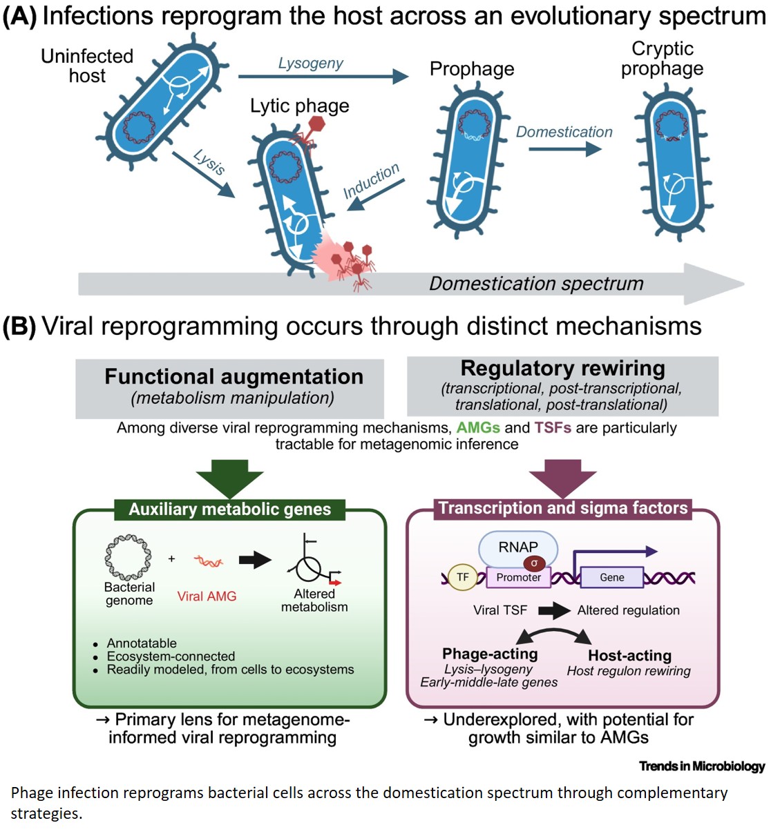 Beyond AMGs: Phage-encoded transcription and sigma factors as understudied virocell reprogramming tools