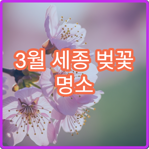 3월 세종 벚꽃 명소 어린이 놀이와 연계 가족 코스