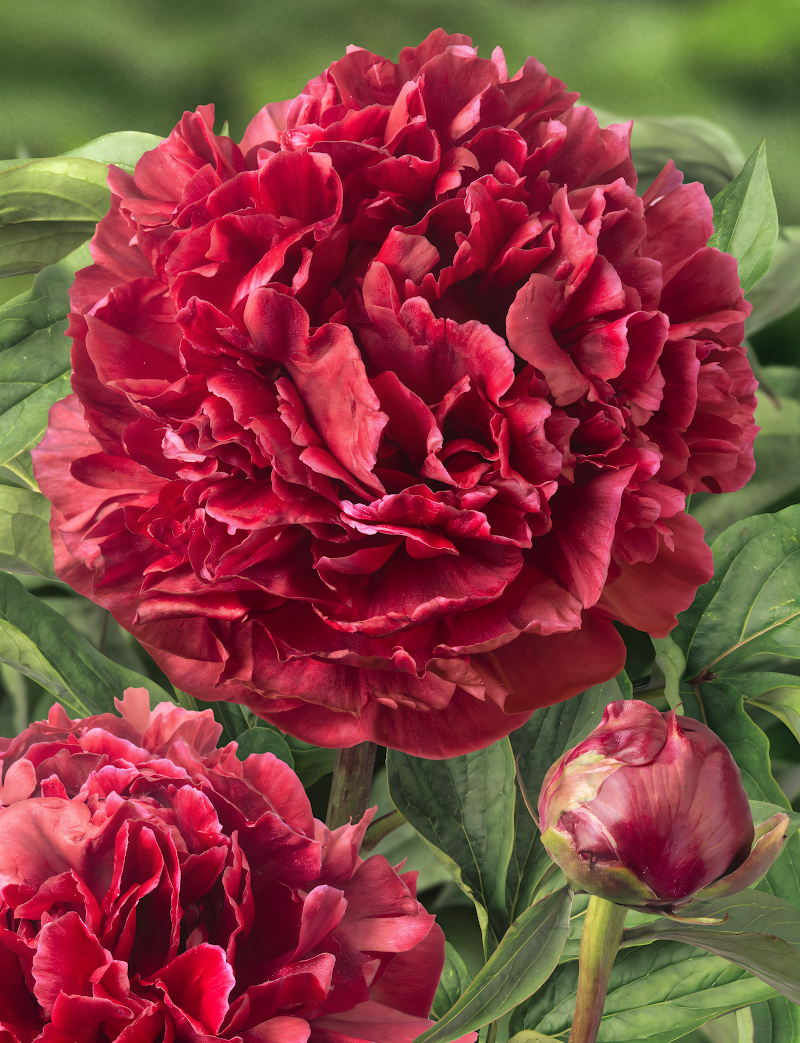 Paeonia lactiflora Highlight con grandi fiori doppi bianchi nel giardino