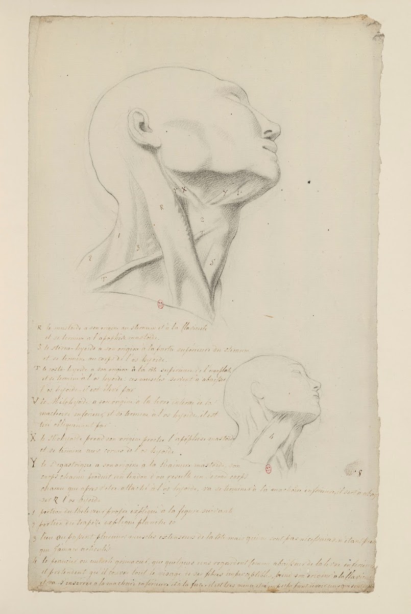 Cahiers dAnatomie Pl07 18th Century