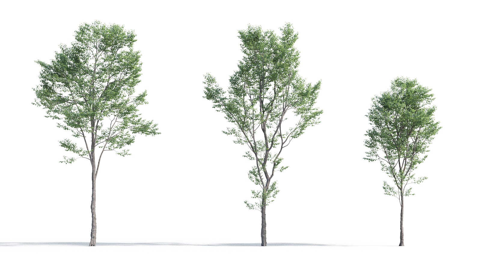 Maxtree - Plant Models Vol.5
