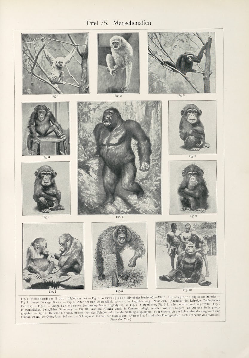 Menschenaffen 1909
