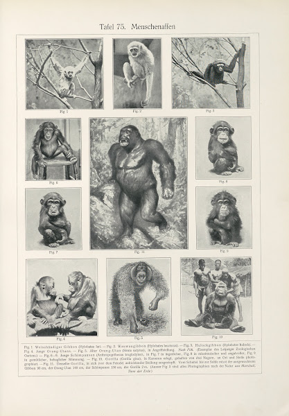 Menschenaffen 1909