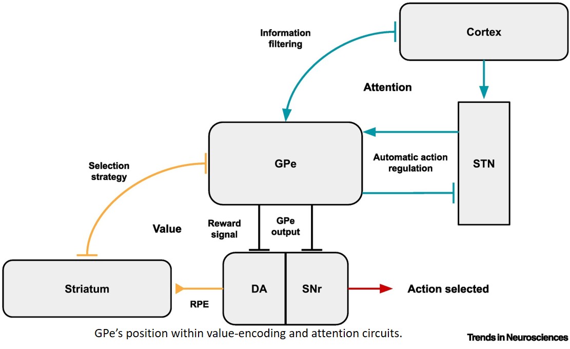 Gpe role in cognition