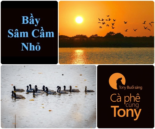 Bầy sâm cầm nhỏ