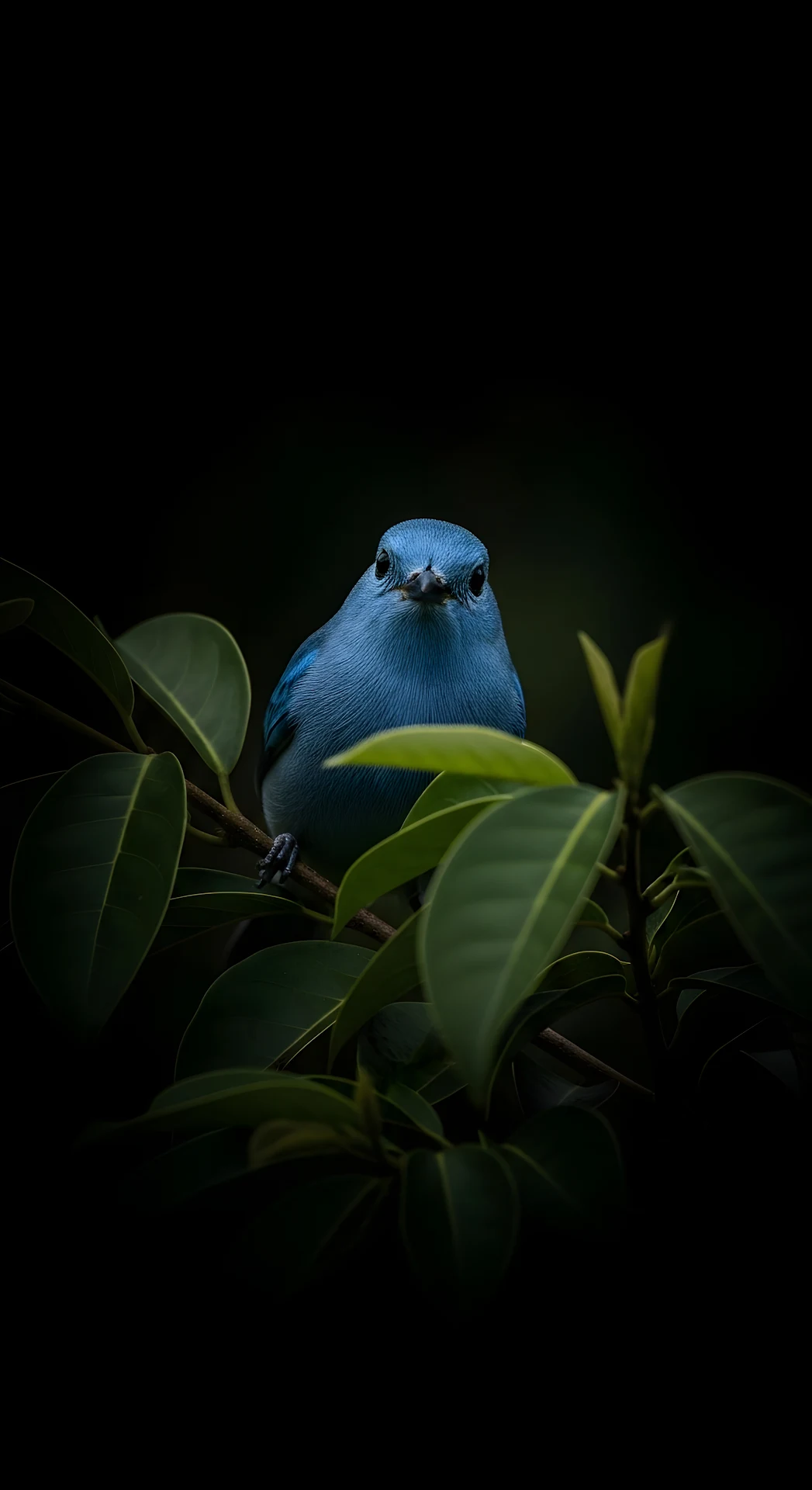 Vibrant Blue Bird Hidden in Dark Foliage - Free 4K mobile Wallpaper
