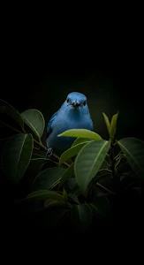Vibrant Blue Bird Hidden in Dark Foliage