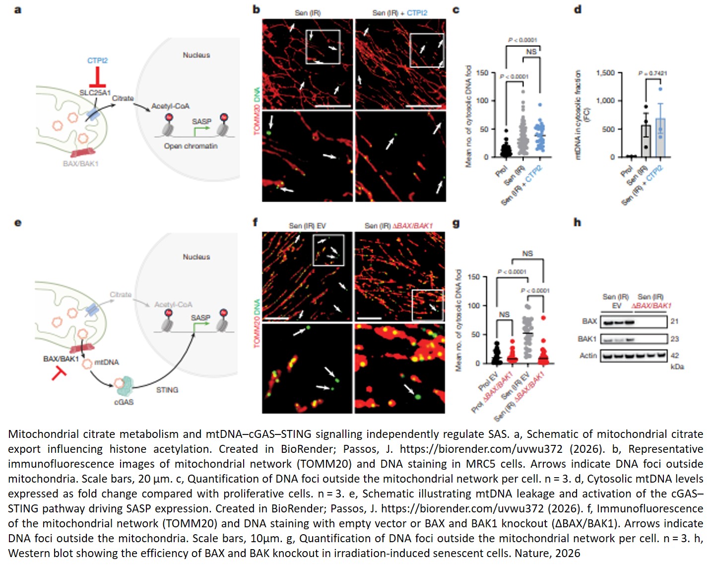 Mitochondrial metabolism and epigenetic crosstalk drive SASP