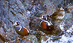 シノリガモ