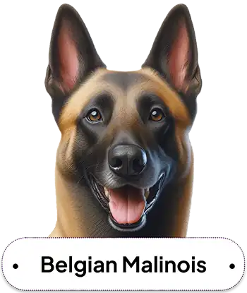 Belgian Malinois