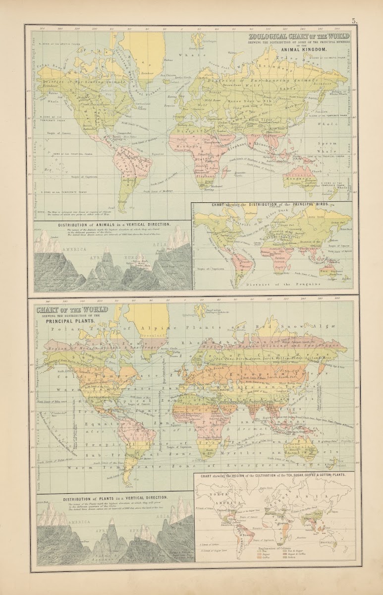 Zoological Chart Of The World Shewing The Distribution Of Some Of The Principal