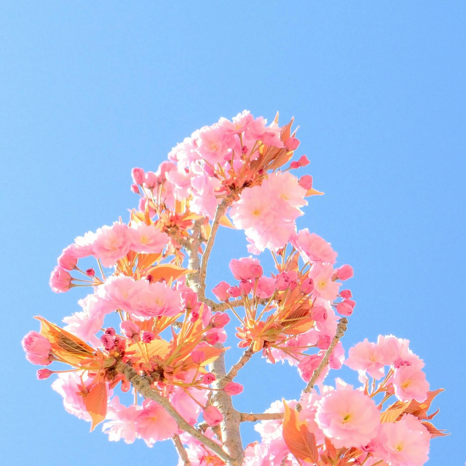 Download Pink Cherry Blossoms In Spring 4K iPhone