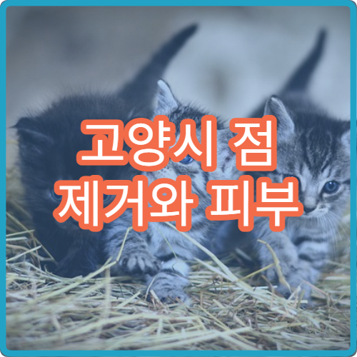 고양시 점 제거와 피부 멸균 치료를 하는 피부과 병원 안내