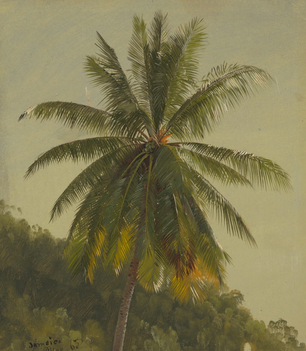 Palm Trees West Indies 1865