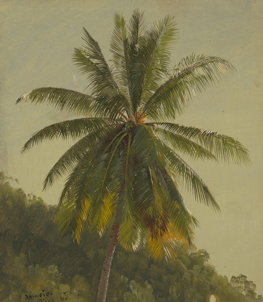 Palm Trees West Indies 1865