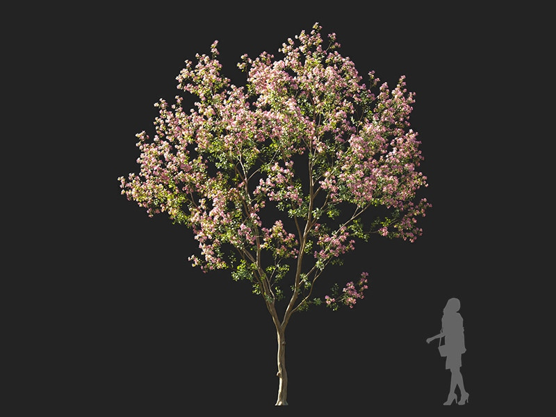 Maxtree - Plant Models Vol.122