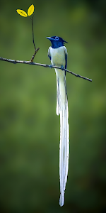 White Tailed Flycatcher Perched, Vibrant Green Bokeh Background