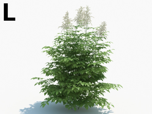 Maxtree - Plant Models Vol.3