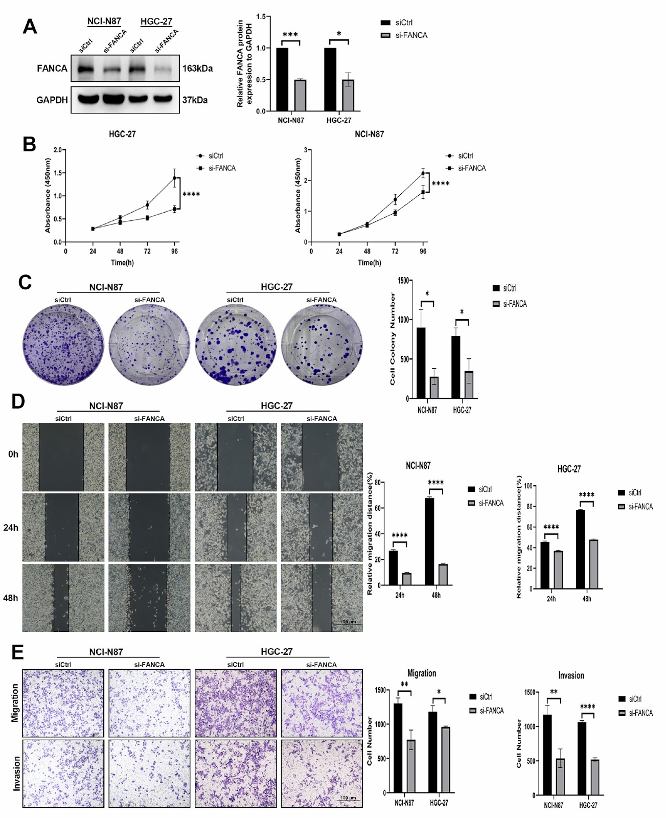 FANCA facilitates G1/S cell cycle advancement, proliferation, migration and invasion in gastric cancer