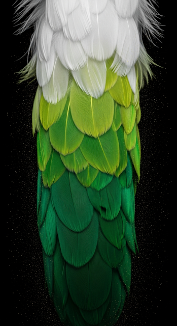 Extreme Macro Detail of Green and White Feather Layering on Black Background - Free mobile Wallpaper