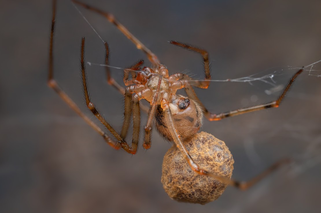 Nesticus cellulanus