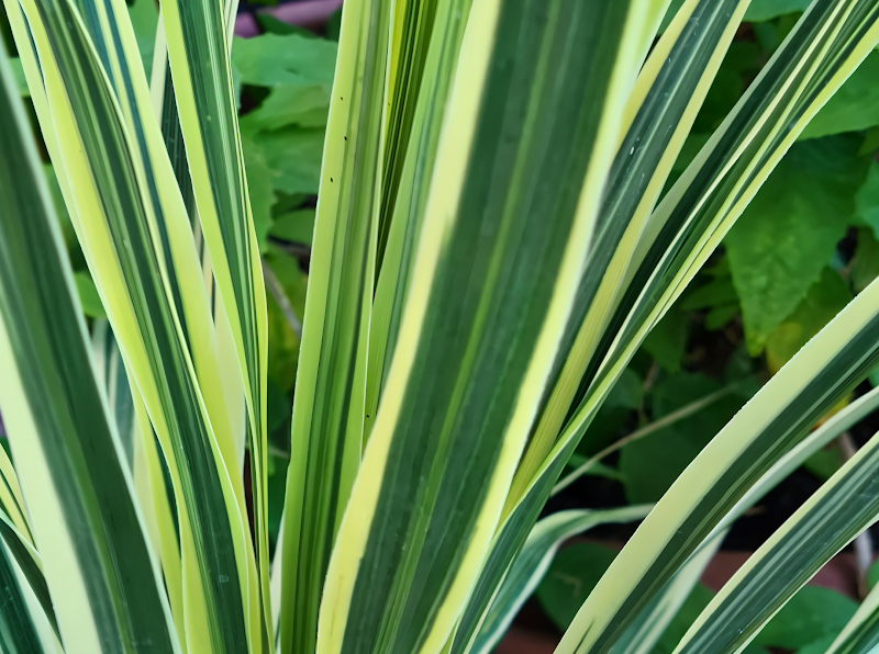 Cordyline australis 'Lime Passion' in vaso, con foglie vibranti verdi e gialle