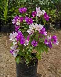 Imported Purple Mix Bougainvillea Plant