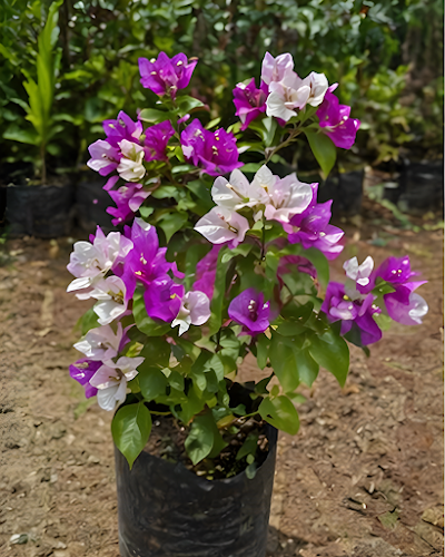 Imported Purple Mix Bougainvillea Plant